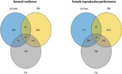 Identifying selection signatures for immune response and resilience to Aleutian disease in mink using genotype data